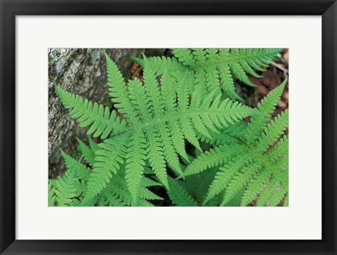 Framed Long Beech Fern, White Mountains National Forest, Waterville Valley, New Hampshire Print