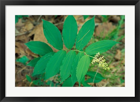 Framed False Solomon&#39;s-Seal near Woodman Brook, Durham, New Hampshire Print