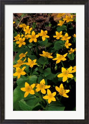 Framed Urban Forestry Center, Marsh Marigolds, Portsmouth, New Hampshire Print