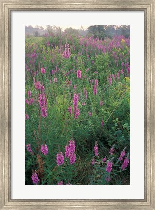 Framed Purple Loosestrife, Invasive Alien Plant, Portsmouth, New Hampshire Print