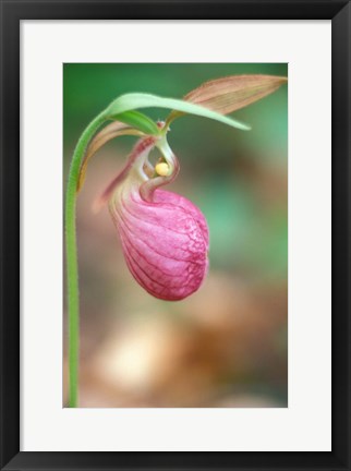 Framed Pink Lady&#39;s Slipper near Woodman Brook, Durham, New Hampshire Print