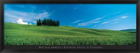 Framed Cypress Trees in Tuscany Print