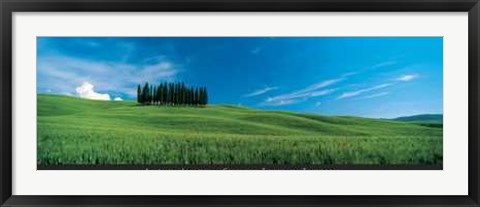 Framed Cypress Trees in Tuscany Print