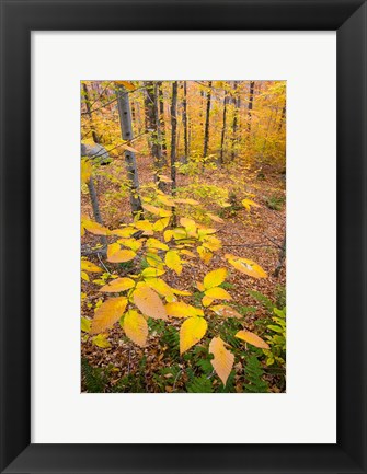 Framed Northern Hardwood Forest, New Hampshire Print