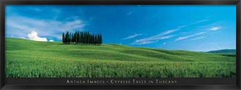 Framed Cypress Trees in Tuscany Print