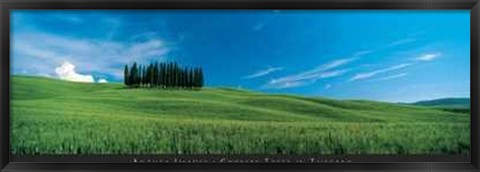 Framed Cypress Trees in Tuscany Print