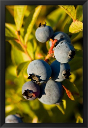 Framed Blueberry agriculture, Alton, New Hampshire Print