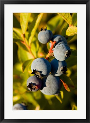 Framed Blueberry agriculture, Alton, New Hampshire Print