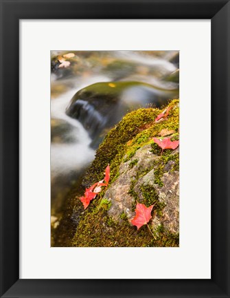 Framed stream in Fall in a Forest in Grafton, New Hampshire Print