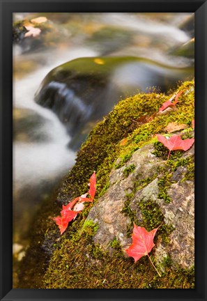 Framed stream in Fall in a Forest in Grafton, New Hampshire Print