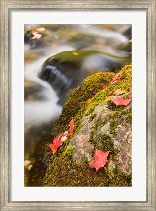 Framed stream in Fall in a Forest in Grafton, New Hampshire Print