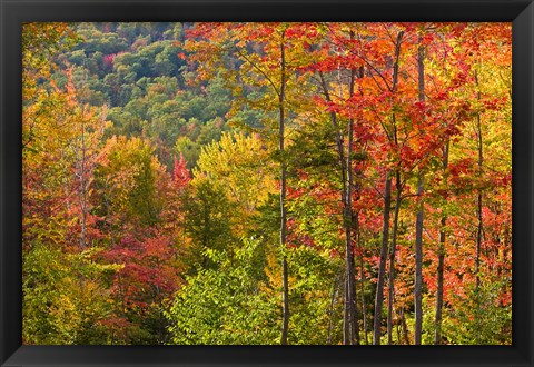 Framed Forest in Grafton, New Hampshire Print