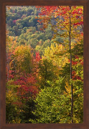 Framed Fall in a Forest in Grafton, New Hampshire Print