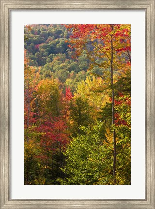 Framed Fall in a Forest in Grafton, New Hampshire Print