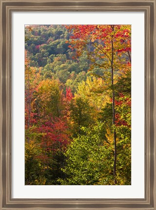 Framed Fall in a Forest in Grafton, New Hampshire Print