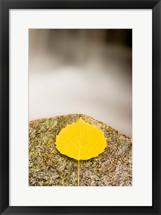 Framed aspen leaf next to a stream in a Forest in Grafton, New Hampshire Print