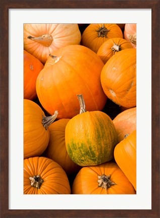 Framed Pumpkins at the Moulton Farm, Meredith, New Hampshire Print