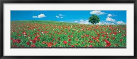 Framed Flower Field in Brittany Print