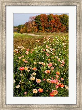 Framed Moulton Farm in Meredith, New Hampshire Print