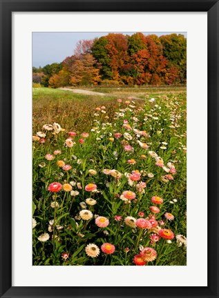 Framed Moulton Farm in Meredith, New Hampshire Print