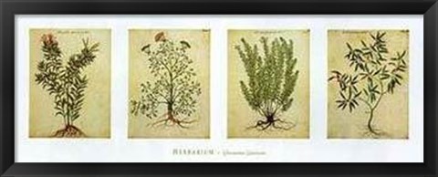 Framed Herbarium II Print