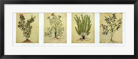 Framed Herbarium II Print