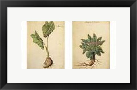 Framed Herbarium I Print