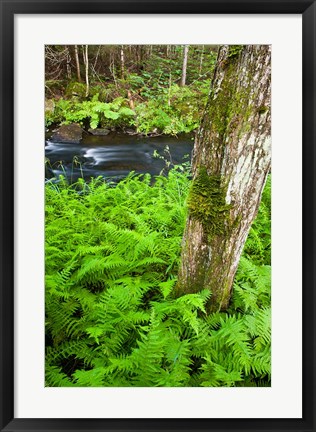 Framed Fern flora, Greenough Brook, New Hampshire Print