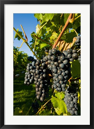 Framed Vineyards in Candia, New Hampshire Print