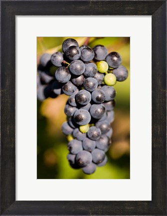 Framed Marechal Foch grapes at the vineyard at Jewell Towne Vineyards, South Hampton, New Hampshire Print