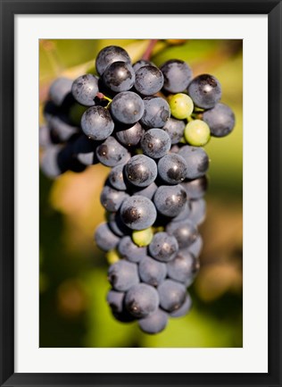 Framed Marechal Foch grapes at the vineyard at Jewell Towne Vineyards, South Hampton, New Hampshire Print