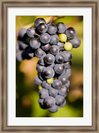 Framed Marechal Foch grapes at the vineyard at Jewell Towne Vineyards, South Hampton, New Hampshire Print