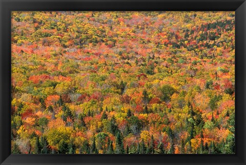 Framed New Hampshire, White Mountains, Autumn Print