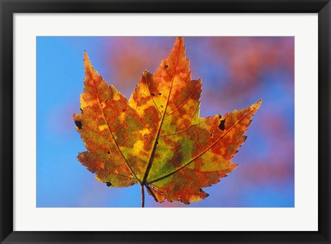 Framed Franconia Notch, New Hampshire Print