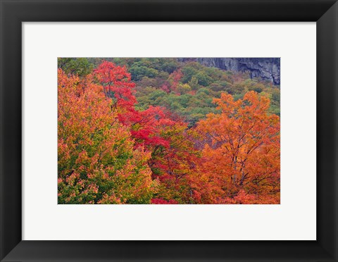 Framed Bemis Falls Trail, Crawford Notch State Park, New Hampshire Print