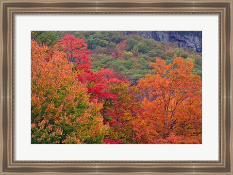 Framed Bemis Falls Trail, Crawford Notch State Park, New Hampshire Print