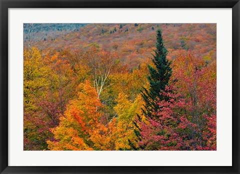 Framed Autumn at Flume Area, Franconia Notch State Park, New Hampshire Print