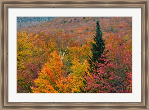 Framed Autumn at Flume Area, Franconia Notch State Park, New Hampshire Print