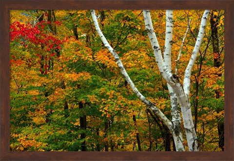 Framed Autumn at Ripley Falls Trail, Crawford Notch SP, New Hampshire Print