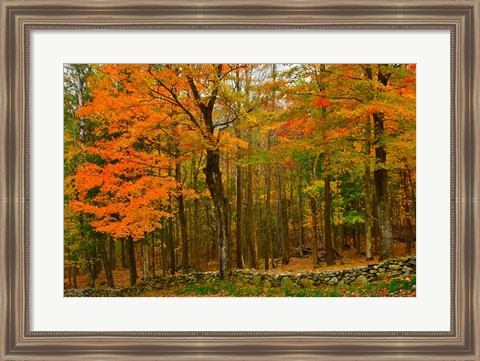 Framed Stone Wall, Sugar Hill, New Hampshire Print