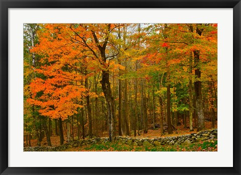 Framed Stone Wall, Sugar Hill, New Hampshire Print