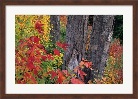 Framed Yellow Birch Tree Trunks and Fall Foliage, White Mountain National Forest, New Hampshire Print