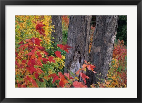 Framed Yellow Birch Tree Trunks and Fall Foliage, White Mountain National Forest, New Hampshire Print