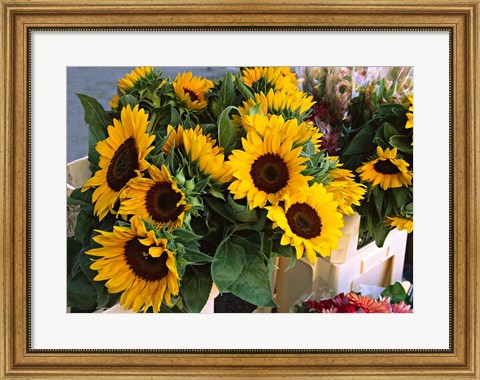 Framed Market Sunflowers, Nice, France Print