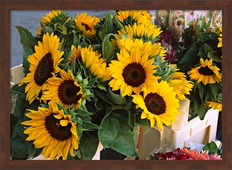 Framed Market Sunflowers, Nice, France Print