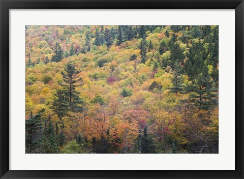 Framed New Hampshire, White Mountains, Crawford Notch, fall foliage by Mount Washington Print