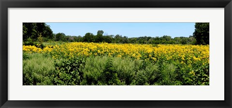 Framed Abshire Prairie, Indiana Print