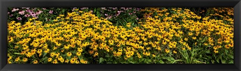 Framed Black-eyed-Susan (Rudbeckia Hirta) in Bloom, Michigan Print