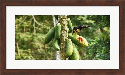 Framed Toucan Bird Feeding on Papaya Tree, Costa Rica Print