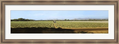 Framed View of Cantaloup Field, Costa Rica Print